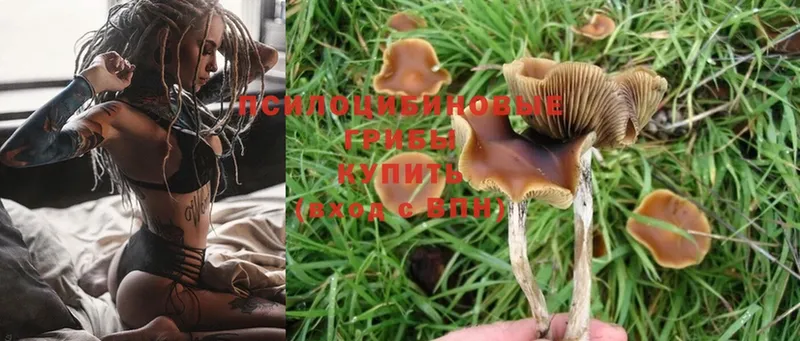 Галлюциногенные грибы Psilocybine cubensis  что такое   Киселёвск 